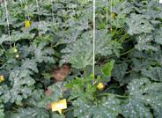 Expertos de España participan en la identificación de un componente del sistema de inmunidad de las plantas