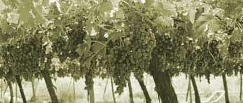 El MAPA estima un aumento de la producción de uva para vino y mosto de un 1,28%
