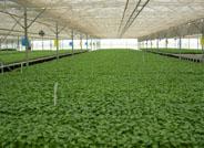 Almeriplant cuenta con el primer invernadero de cristal que reduce la presencia de virosis en plántulas