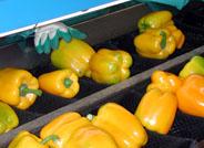Las empresas almerienses trabajan en la mejora y modernización de la manipulación, transformación y conservación de los productos hortofrutícolas