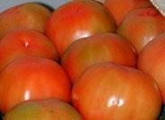 El licopeno, pigmento del tomate y la sandía, detiene el crecimiento del cáncer de próstata