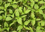 Hallado un gen que hace a las plantas más resistentes a la sequía