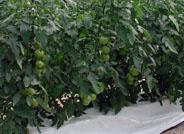 El Gobierno y la Junta mantendrán un encuentro para analizar las necesidades hídricas del sector hortícola de Almería