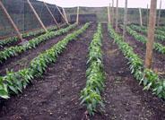 El Encuentro Sectorial de la Industria Auxiliar de la Agricultura se llevará a cabo en Expo Agro-Almería