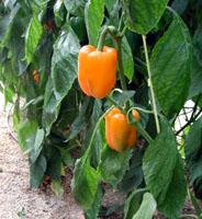 El Instituto de Enseñanza Secundaria Al-Ándalus de Almería cuenta con un huerto de cultivo ecológico intensivo para la enseñanza