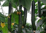 Una experta almeriense desarrolla nutrientes para las plantas mediante biotecnología