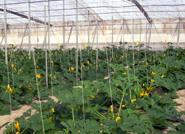 La Diputación de Almería y FIAPA presentan un DVD sobre agricultura ecológica