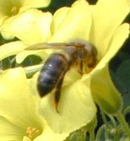 La apicultura de la provincia recibe más de 300.000 euros en ayudas que mejorará la cría de abejas para la polinización natural de los cultivos hortícolas