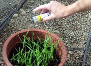 Expertos de EEUU desarrollan nuevos insecticidas naturales para el control de las enfermedades de las plantas