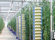 La Estación Experimental de ‘Las Palmerillas’ participa en las VI Jornadas Andaluzas de Frutos Tropicales que se celebrarán en Málaga