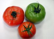 'Cañada-Níjar', futura denominación de origen para el tomate