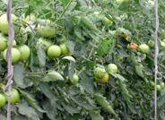 Científicos estadounidenses desarrollan un nuevo fungicida para controlar la Botrytis que afecta a los cultivos de tomate