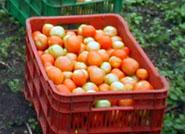 La producción andaluza de aceite oliva crece un 41% y se sitúa en 898.683 toneladas