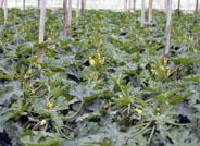 Almería y Jaén, las dos únicas provincias andaluzas que han puesto en marcha parques agroalimentarios