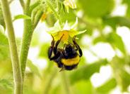 Los apicultores andaluces se beneficiarán de un estudio que protege de forma natural a las abejas