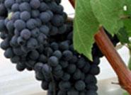 Por quinto año consecutivo 'El día de la vendimia' consolida la calidad de los vinos de Almería en Enix