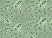Un ingeniero almeriense diseña una 'biofábrica' de insectos depredadores