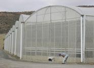 Expertos de ‘Las Palmerillas’ determinan que los invernaderos multitúnel producen 27 kilos por metro cuadrado de tomate en ramillete
