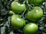 Los investigadores almerienses dan un paso más para encontrar variedades de tomate resistentes a la araña roja