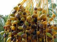 Iamed muestra las propiedades de la fruta que se comercializa ya pelada, cortada y envasada
