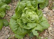 La exportación de lechuga de Almería crece un 22% desde el inicio de la campaña