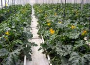 Andalucía supera el medio millón de hectáreas dedicadas a agricultura ecológica