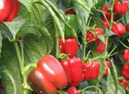 Enza Zaden presenta una nueva variedad de ‘California’ rojo
