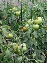 El empleo de variedades tolerantes y la limpieza del invernadero son fundamentales para evitar el virus de la cuchara en tomate