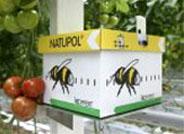 Koppert desarrolla un tratamiento de control biológico que controla dos especies de mosca blanca
