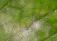 El ciclo de jornadas técnicas organizadas por 'Las Palmerillas' y Coexphal trata esta semana el control de hongos en cultivos hortícolas