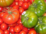 El tomate “La Cañada-Níjar” iniciará su venta en toda España en quince días con los primeros 50.000 kilos