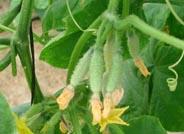 Investigan fungicidas naturales mediante técnicas de biología molecular para cultivos hortícolas