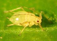 Científicos de Estados Unidos y Turquía descubren un nuevo bioinsecticida, producido a partir de aceites aromáticos, contra los pulgones