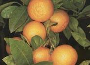 El nuevo seguro de cítricos cubre pérdidas de calidad y cantidad desde el cuajado del fruto