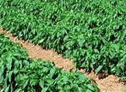 La agricultura al aire libre del interior de la provincia completa el suministro de frutas y hortalizas durante los meses de verano