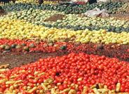 Los restos vegetales de las cosechas de Almería se están utilizando como pasto para el ganado gracias a un proyecto de la UAL
