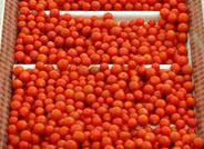 El zumo de tomate puede reducir la coagulación en los diabéticos