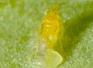 El CSIC desarrolla un nuevo método de lucha biológica basado en la confusión de los insectos machos para localizar las hembras