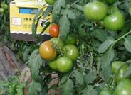 Agroseguro incluye en siete comunidades autónomas la garantía de levantamiento del cultivo por virosis