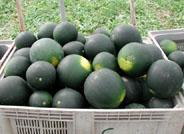 Importante incremento de las exportaciones de frutas y hortalizas marroquíes