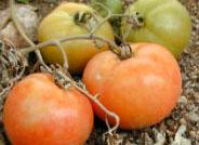 La Junta difunde la calidad agroalimentaria andaluza en seis comunidades