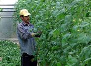 El 60% de los temporeros que trabajan en las campañas agrícolas son inmigrantes