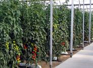 La primera Jornada sobre exportación agraria en El Ejido tratará de analizar la situación para el sector