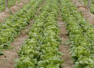 Pulpí comercializa el 70 por ciento de la lechuga que se produce en Europa