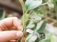 Expertos agrarios afirman que el injerto es ‘ecocompatible’ con las hortalizas