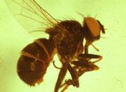 La mosca tigre, un importante depredador para el control biológico de plagas en Almería
