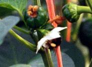 Investigadores del Cifa de La Mojonera demuestran la mejora en la calidad de los frutos de pimientos tipo 'california' mediante el empleo de polinizadores