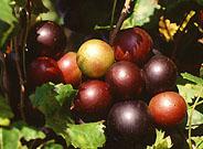 Expertos trabajan en un nuevo tipo de uvas muscadinas que tendrán mejor sabor y beneficios saludables