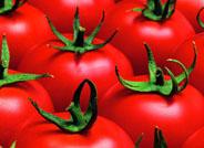 Seminis desarrolla una nueva variedad de tomate que se adapta a los programas de cultivo biológico e integrado