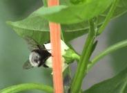 El CIFA estudia los atractivos florales para mejorar el manejo de los polinizadores